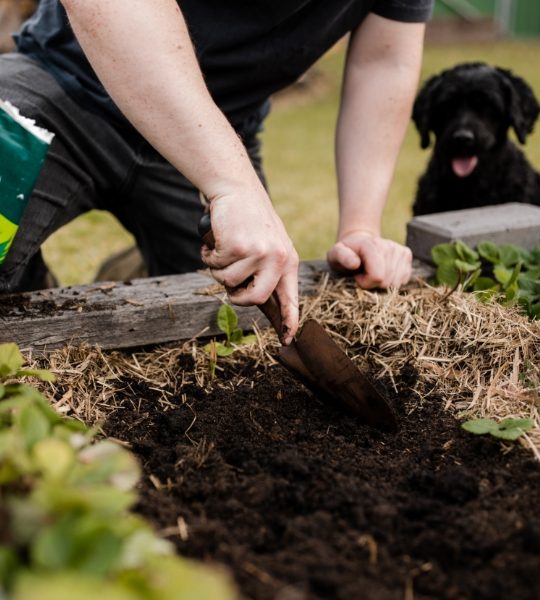 How-to-use-compost.jpg